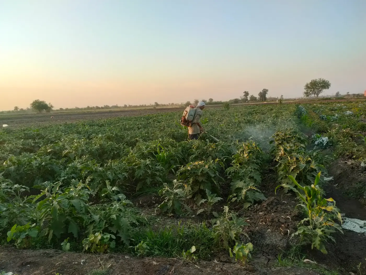 P-Vita Field Trials - Advanced Agricultural Research