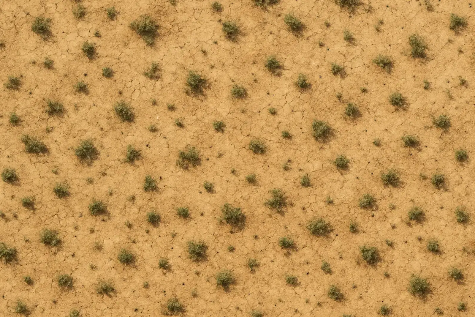 Degraded land before P-Vita transformation