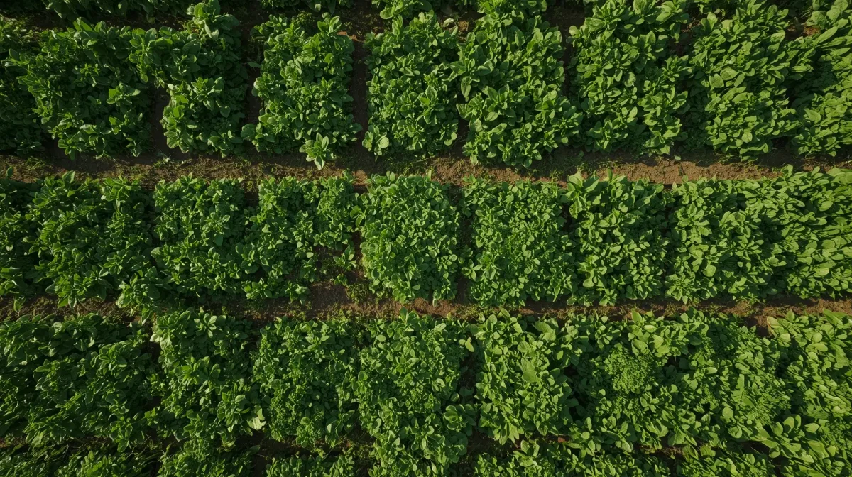 Healthy green land after P-Vita transformation